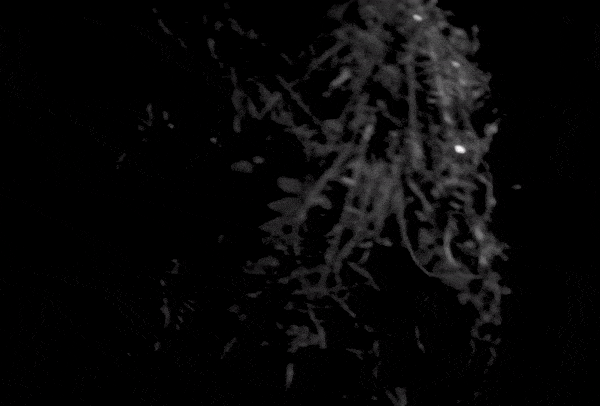 Dj Raph - Ikondera
