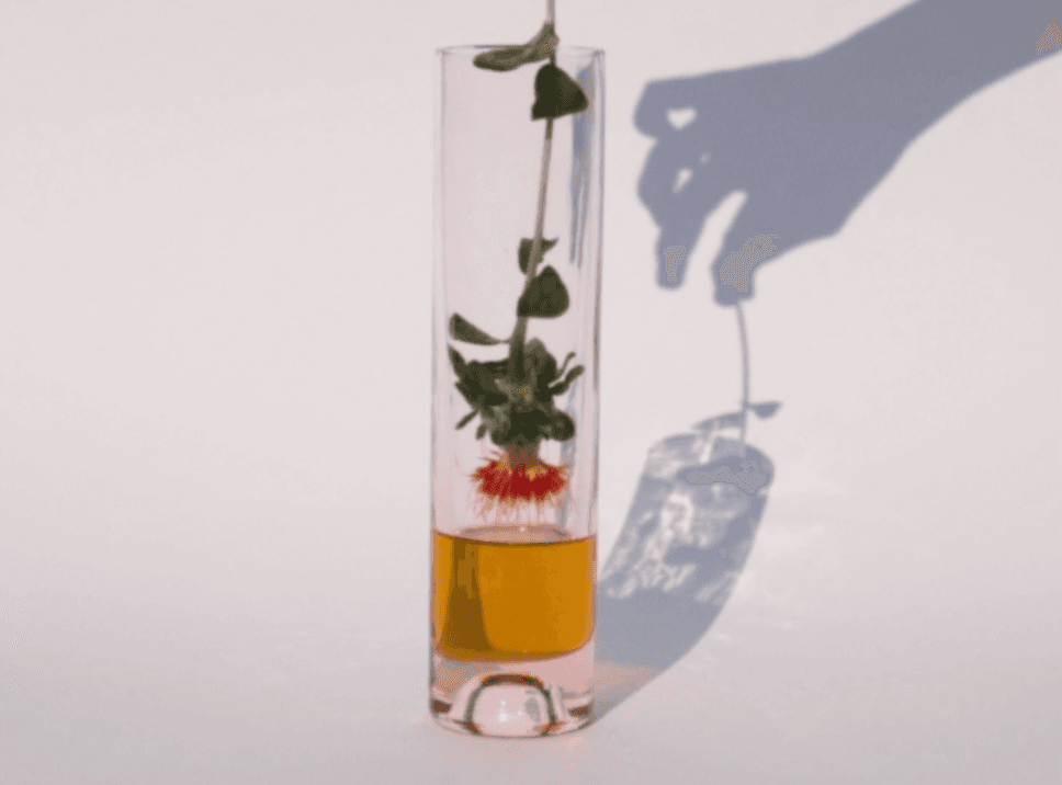 Rassa Botanicals