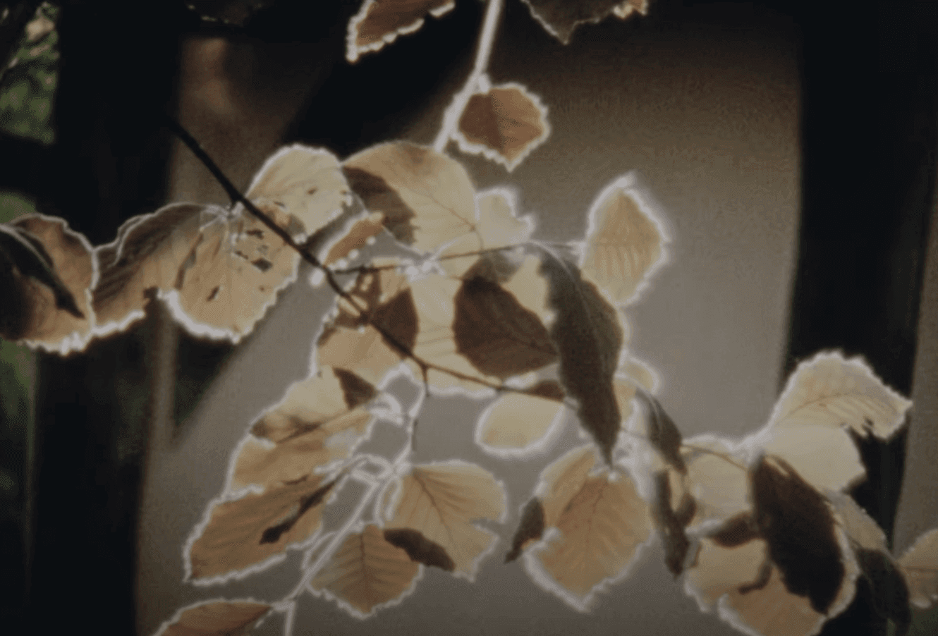 Bibio - Crocus