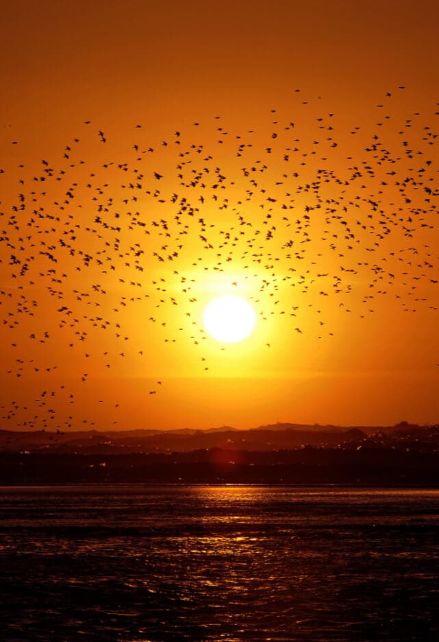 STARLING