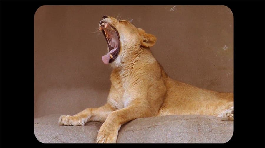 Yawns