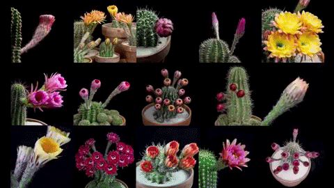 Echinopsis Cacti in Bloom