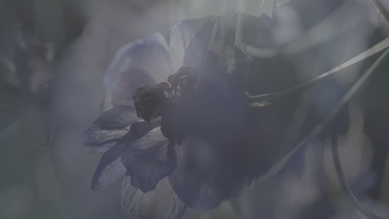 Bon - Pantheon - Flora 4k