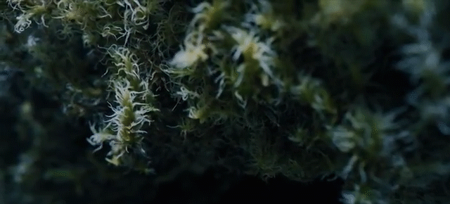 Ólafur Arnalds - New Grass