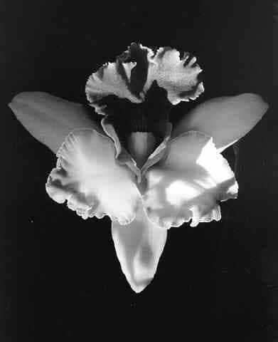 Black Orchid